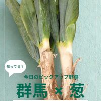 ネギ,下仁田ネギ,群馬県,伝統野菜,野菜のある暮らしの画像