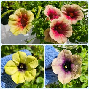 ペチュニア,鉢植え,明るい日陰,プランター,ガーデニング初心者の画像