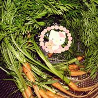 人参,プランター栽培,人参の栽培,種蒔きからの栽培,人参の間引きの画像