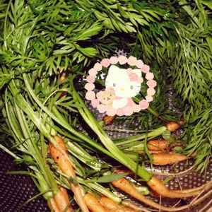 人参,プランター栽培,人参の栽培,種蒔きからの栽培,人参の間引きの画像