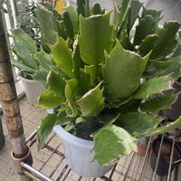 デンマークカクタス,デンマークカクタス(シャコバサボテン),長崎,みどりのある暮らし,GS日和の画像