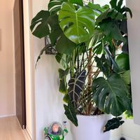 モンステラ,エバーフレッシュ,アロカシア・アマゾニカ,アデニウム オベスムの画像