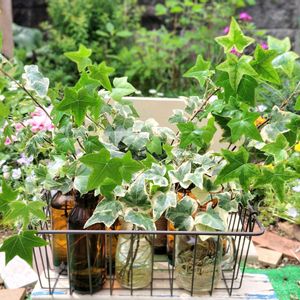 アイビー（ヘデラ）,アイビー（ヘデラ）,水耕栽培,グリーンのある暮らし,可愛い葉っぱの画像