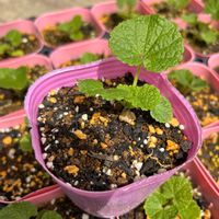 ホリホック,地植え,雪国の画像