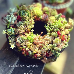 春萌,パンクチュラータ,多肉植物,リース,多肉植物のある暮らしの画像