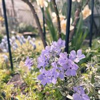 プルモナリア,原種チューリップ,ブルンネラ ジャックフロスト,ホスタ ファイヤーアイランド,プルモナリア トレビフォンテンの画像