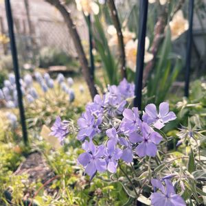 プルモナリア,原種チューリップ,ブルンネラ ジャックフロスト,ホスタ ファイヤーアイランド,プルモナリア トレビフォンテンの画像