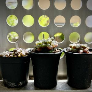 オブツーサ,ハオルチア オブツーサ,多肉植物,ハオルチア属,神奈川タニラーの画像