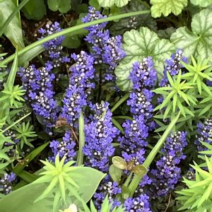 宿根草,グランドカバー,春のお花,小さな庭の画像