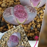 リトープス,多肉植物,庭の画像