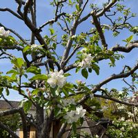 ヒメリンゴの画像