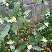 スイセン,菜の花,沈丁花,白菜,おうち園芸の画像