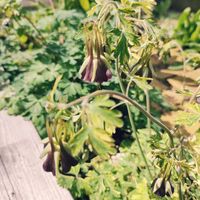 ウンベラータ,オダマキ チョコレートソルジャー,メガネヤナギ,観葉植物,葉っぱ好きの画像