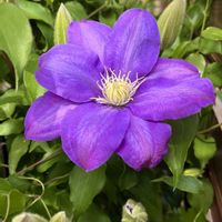 クレマチス,フェリシア,フェリシアスプリングメルヘン,デルフィニウム オーロラ ブルーインプ,デルフィニウム オーロラ ディープパープルの画像