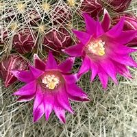 ムベ,卯の花,姫うつぎ,可愛い,サボテンの花の画像