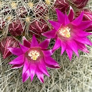 ムベ,卯の花,姫うつぎ,可愛い,サボテンの花の画像