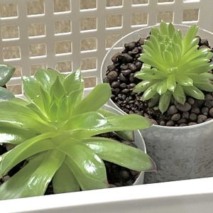 カランコエ,多肉植物,水耕栽培の画像