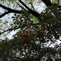 クロガネモチの画像