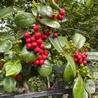 クリスマスホーリーの画像