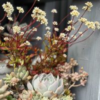 紅雅児,寄せ植え,リメ缶,多肉寄せ植え,今日の一枚の画像