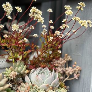 紅雅児,寄せ植え,リメ缶,多肉寄せ植え,今日の一枚の画像