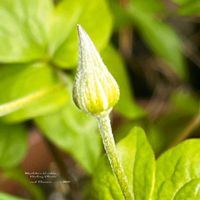 ガザニア,クレマチス,ヤグルマギク,ビオラ,矢車菊の画像