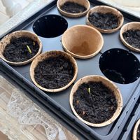 とうもろこし,発芽,種から,家庭菜園奮闘日記,緑がある暮らしの画像