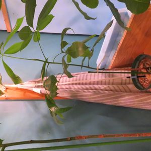 パキラ・アクアティカ,観葉植物,癒し,水やり,インテリアグリーンの画像