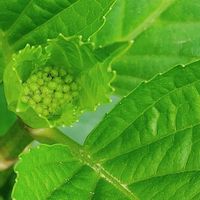 アジサイ,紫陽花,ニクサーナ,仙童唱,チョコチップの画像