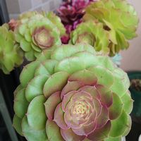 熊童子,アエオニウム属ハロウィン,多肉植物,多肉初心者,アエオニウム属の画像