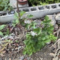 ブラックベリーの画像