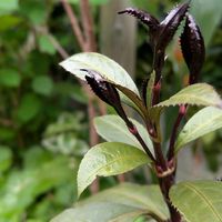 センリョウ,センリョウ ダークショコラ,千両 ダークショコラの画像