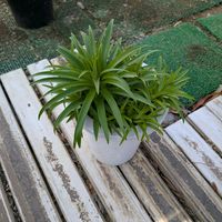 テッポウユリ,沖縄,横浜の画像