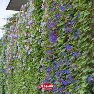 アサガオ,緑のカーテン！,グリーンカーテン,ガーデニング,お庭の画像