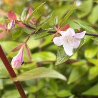 アベリアの画像