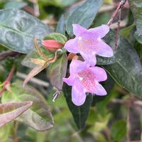 アベリアの画像