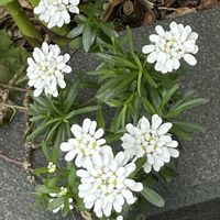 イベリスの画像