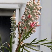 グレビレア,フランネルフラワー,フランネルフラワー,グレヴィレア,カンガルーポーの画像