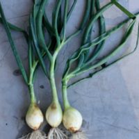 葉タマネギ,家庭菜園の画像