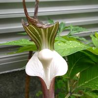 ウラシマソウ,ムサシアブミ,ユキモチソウ,山野草,スマホ撮影の画像