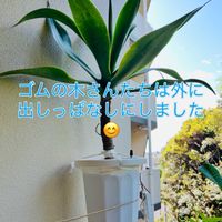 フィカス　ウンベラータ,フィカス・アルテシマ,フィカス ルビー,フィカス ベンガレンシス,フィカス バーガンディの画像