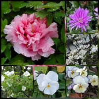 ハナミズキ,パンジー・ビオラ,牡丹,友禅菊,シロハナブキの画像