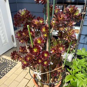 多肉植物,成長,多肉女子,フォロワーさん(*´∀｀)ﾉ ありがとぅ♪,いいね(*´∀｀)ﾉ ありがとぅ♪の画像