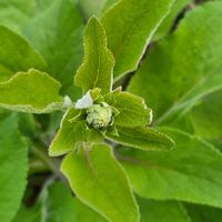 ジギタリスの画像