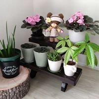 セントポーリア,パキラ,ハオルチア,サンスべリア,観葉植物の画像