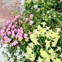 アリッサム,アリッサム,キンギョソウ,キンギョソウ,キンギョソウの画像