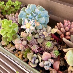 ムーンフェアリー,グラプトの花,多肉植物,エケベリア属,グラプトペダルム属の画像