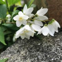 バイカウツギの画像