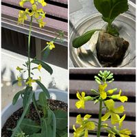 キャベツ,花のある暮らし,今日のお花,お顔がこんにちは,庭の画像