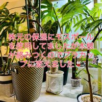 アンスリウム,ドラセナ,モンステラ,森林浴,熱帯植物の画像